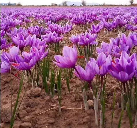 فروش پیاز زعفران قائنات با تخفیف فوری|خدمات باغبانی و درختکاری|قزوین, |دیوار