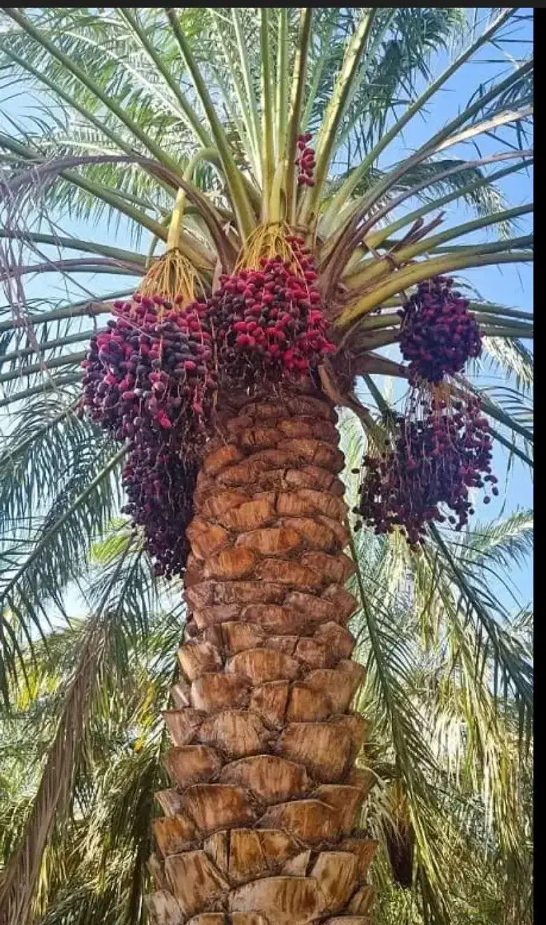 خرمای مضافتی بم مهمترین آذوقه در زمان جنگ|خوردنی و آشامیدنی|تهران, خلیج فارس|دیوار