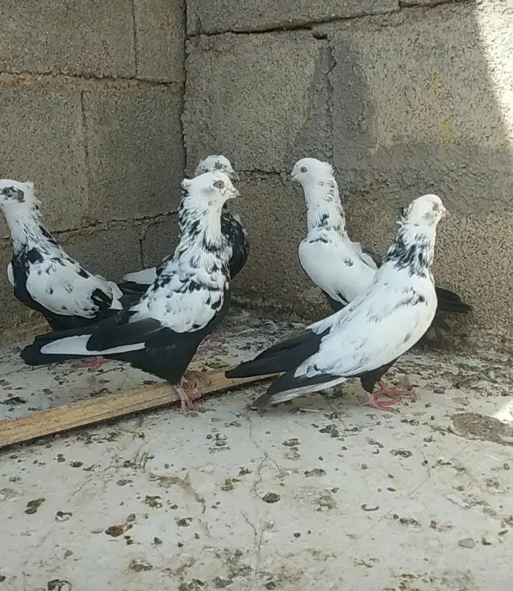 دمبی نر|پرنده|شوشتر, |دیوار