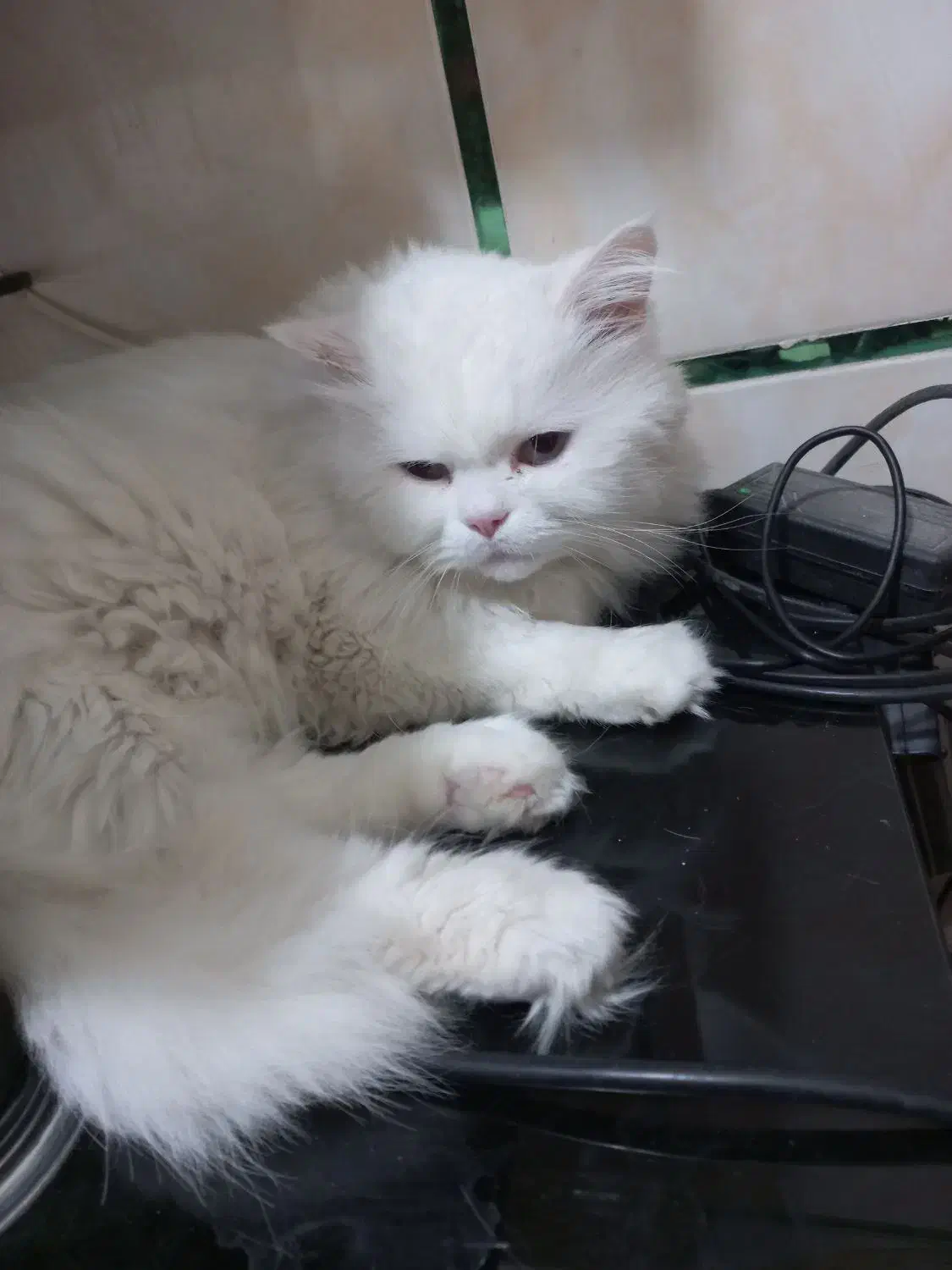 پرشین کت ماده سفید|گربه|ارزوئیه, |دیوار