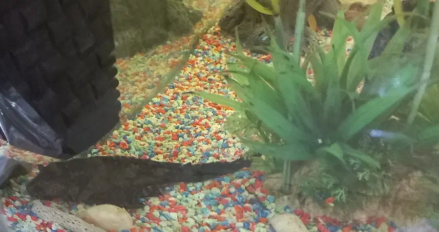 فروش آکواریوم|ماهی|مشهد, کوی سیدی|دیوار