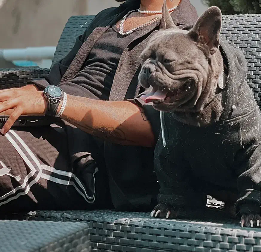 واگذاری فرنچ بولداگ ‌بلو|سگ|رشت, گلسار|دیوار