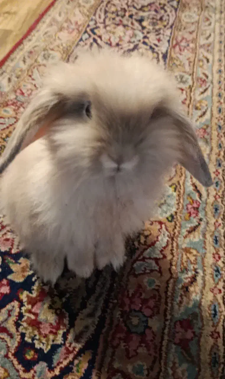 خرگوش لوپ|موش و خرگوش|کرمان, |دیوار