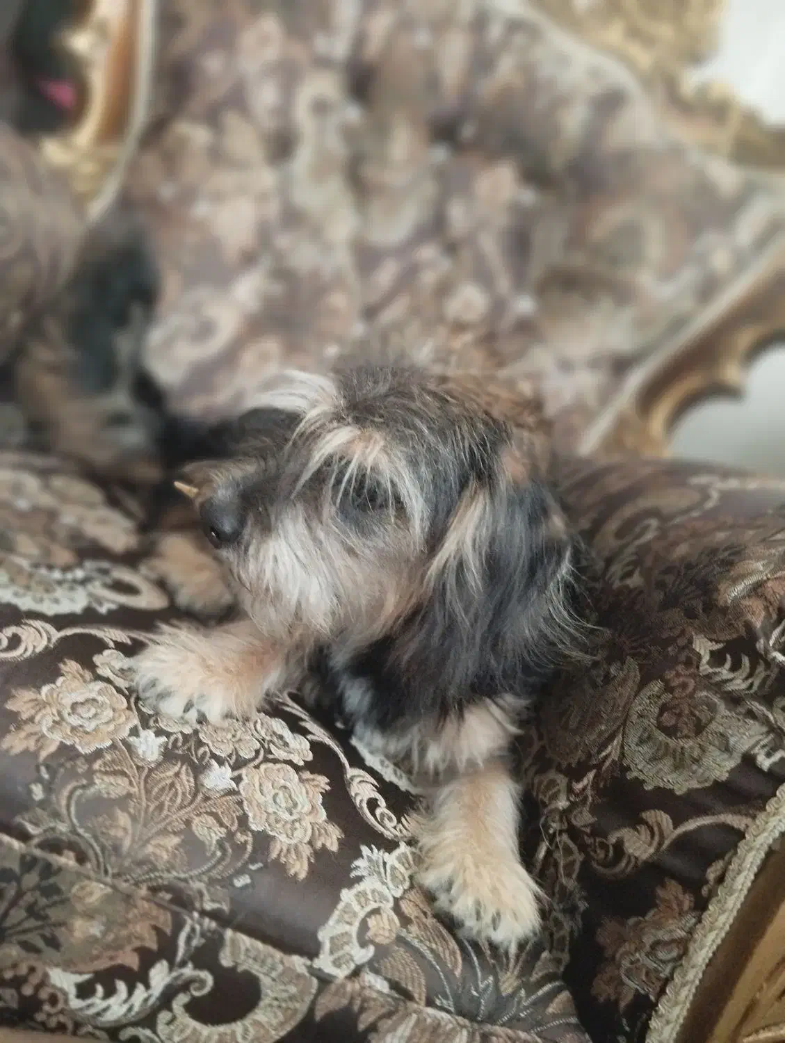 سگ خونگی|سگ|فردیس, شهرک ارم|دیوار