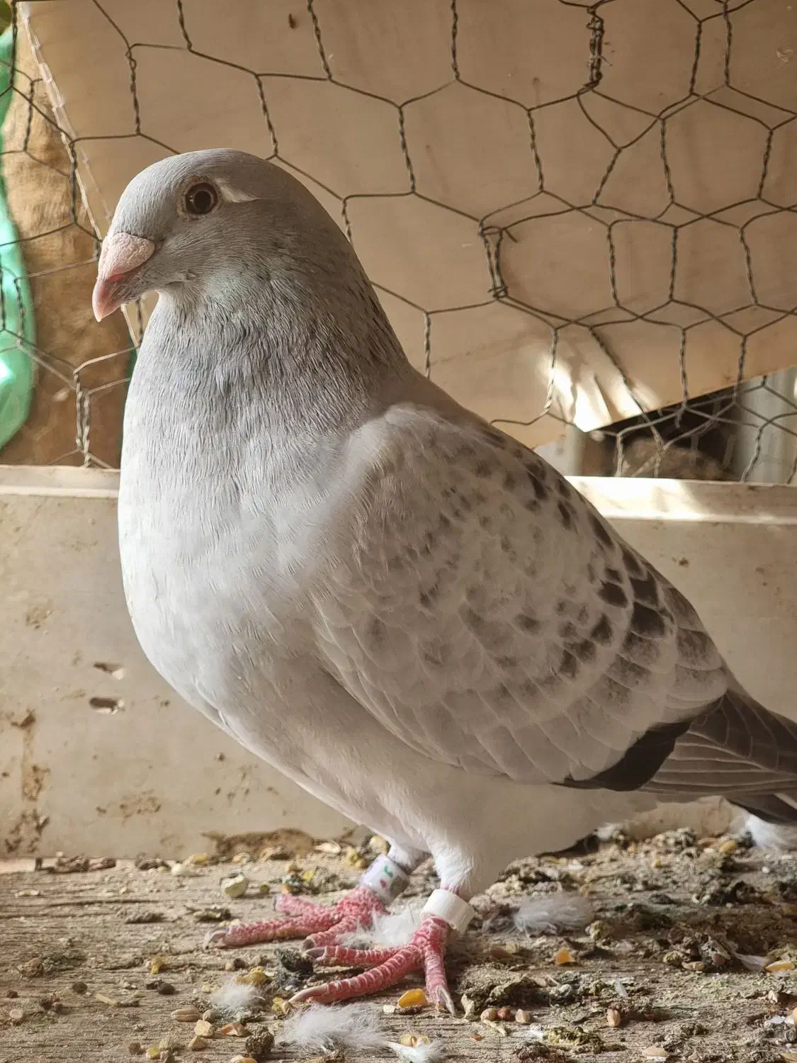 موریس دلبر و جان اردن (خ)|پرنده|برازجان, |دیوار