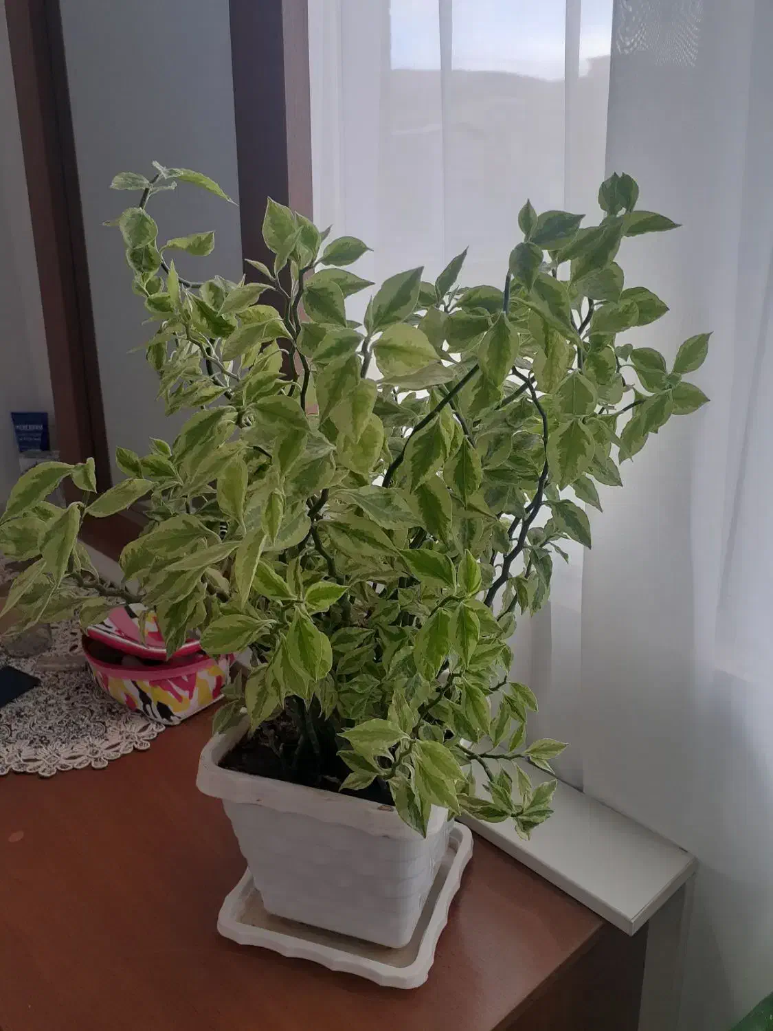 گل طبیعی خانگی|گل و گیاه طبیعی|ارومیه, |دیوار