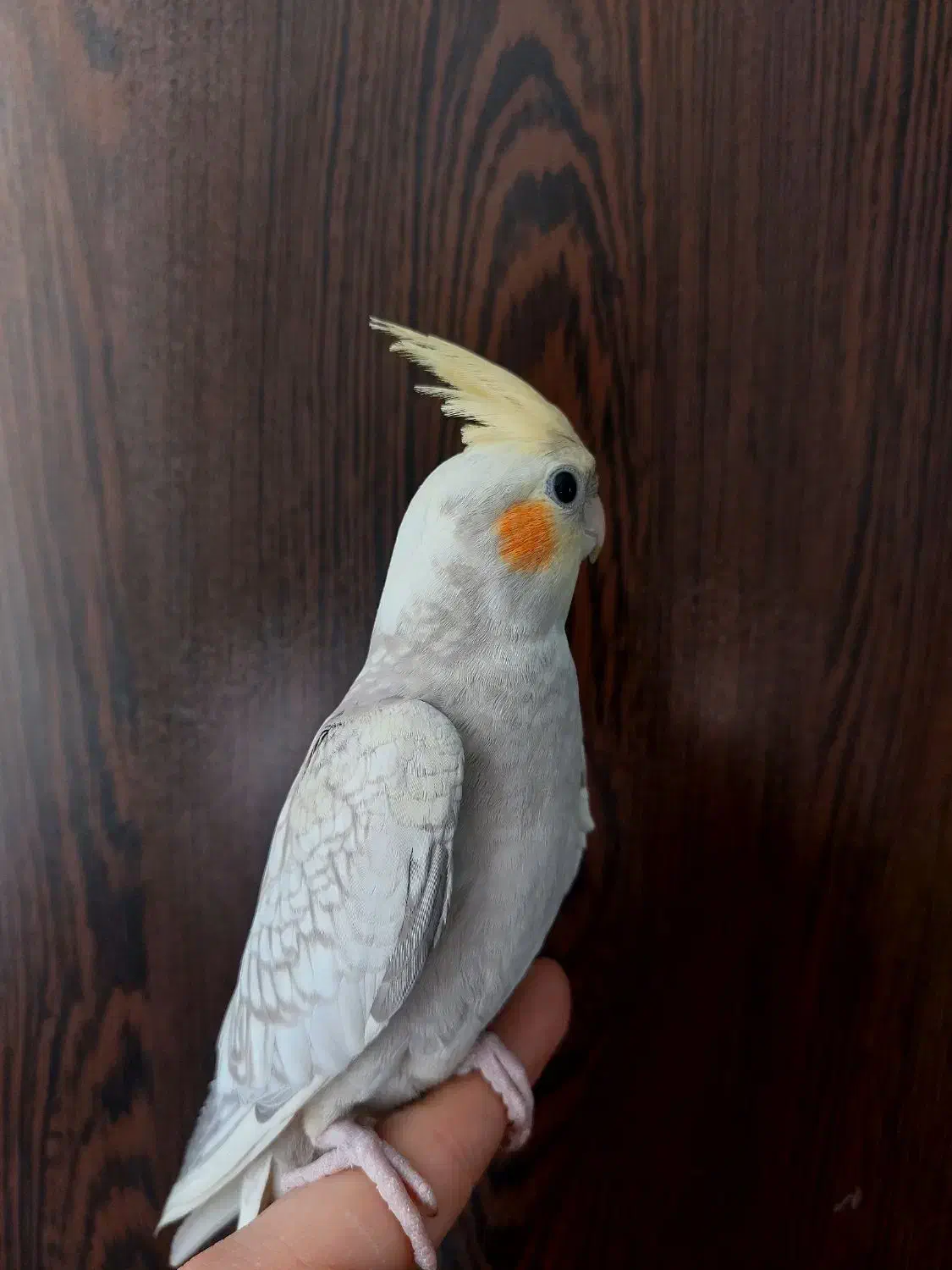 عروس هلندی گل باقالی نر|پرنده|گلستان (تهران), |دیوار