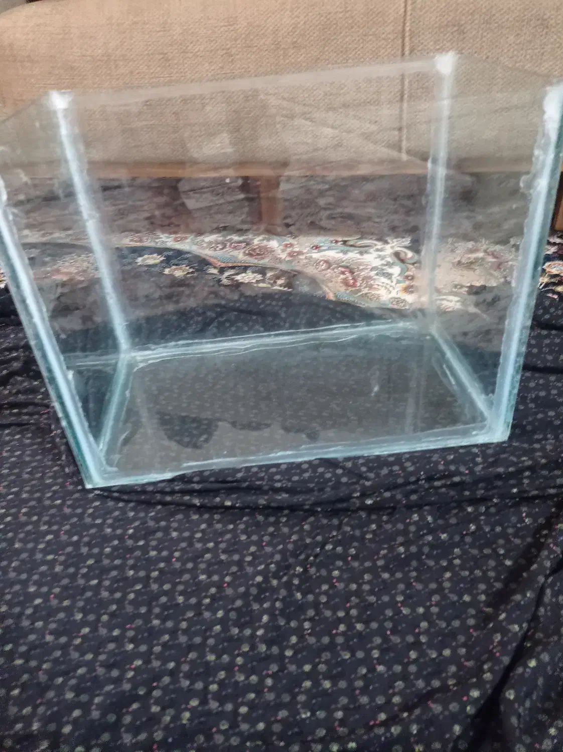 آکواریوم ماهی|ماهی|تربتحیدریه, سرمحله|دیوار