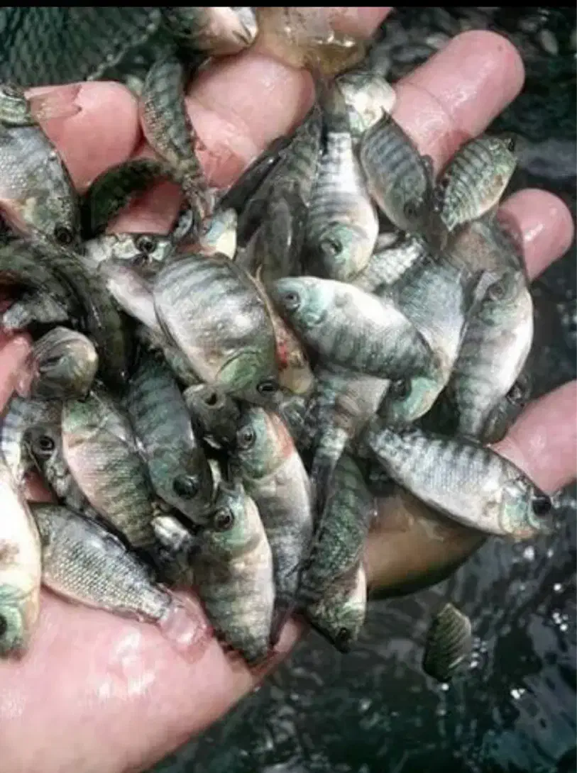 فروش ویژه بچه‌ماهی تیلاپیا|ماهی|فردوس (خراسان), |دیوار