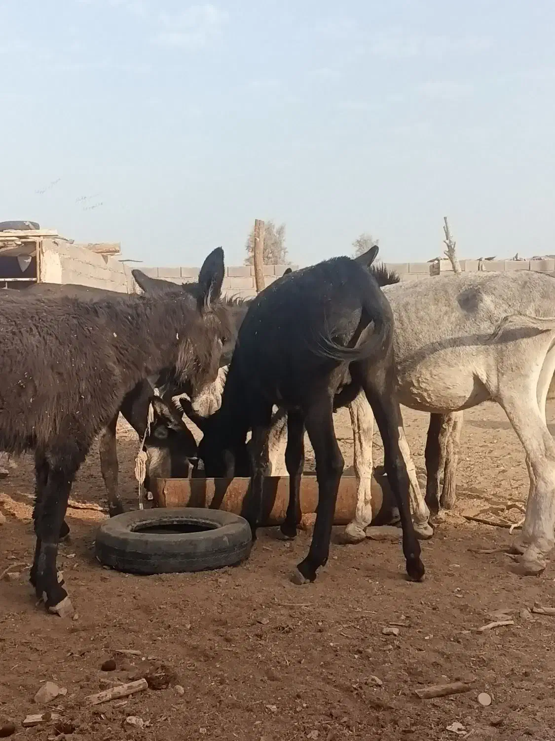 آخور.خر گله|حیوانات مزرعه|رفسنجان, |دیوار