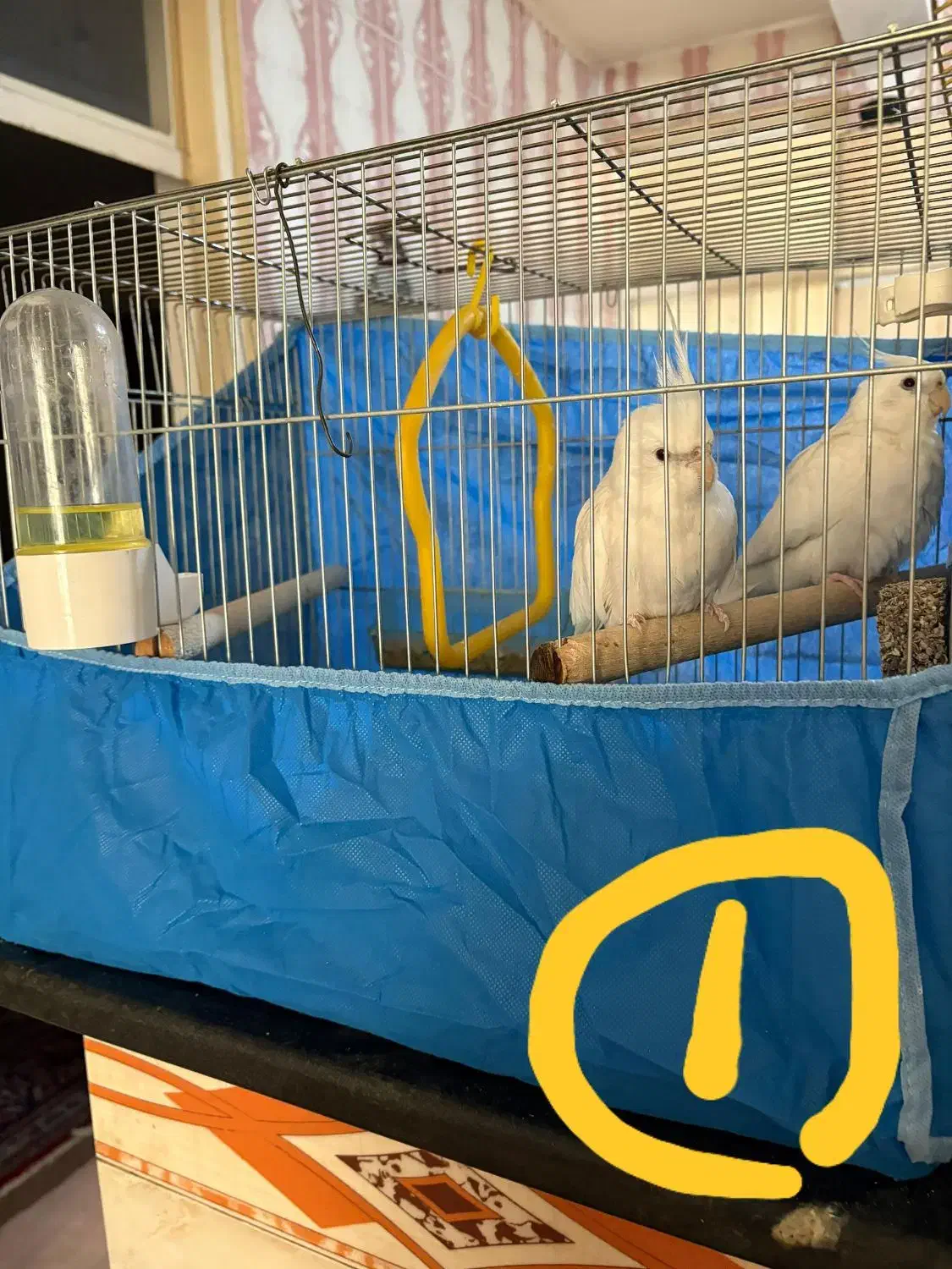 فروش چندجفت عروس هلندی|پرنده|بندر امام خمینی, |دیوار