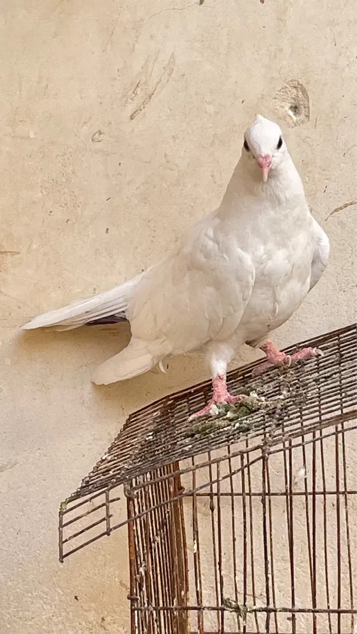 کبوتر سفید|پرنده|شادگان, |دیوار