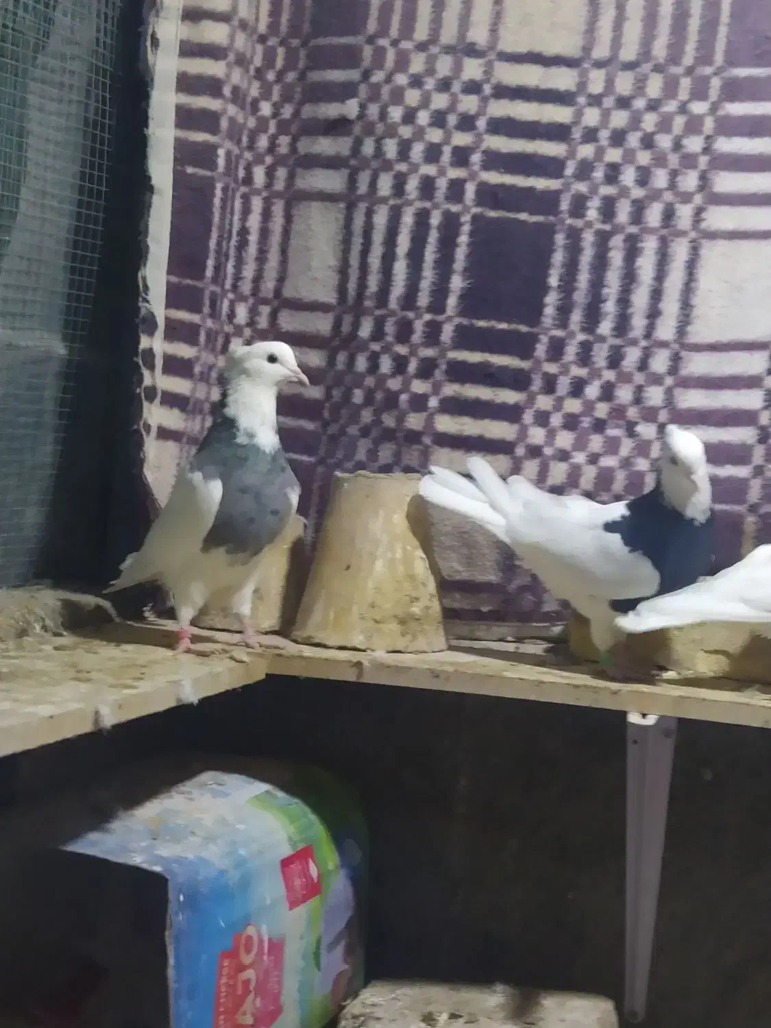 کبوتر طوقی|پرنده|مبارکه, |دیوار