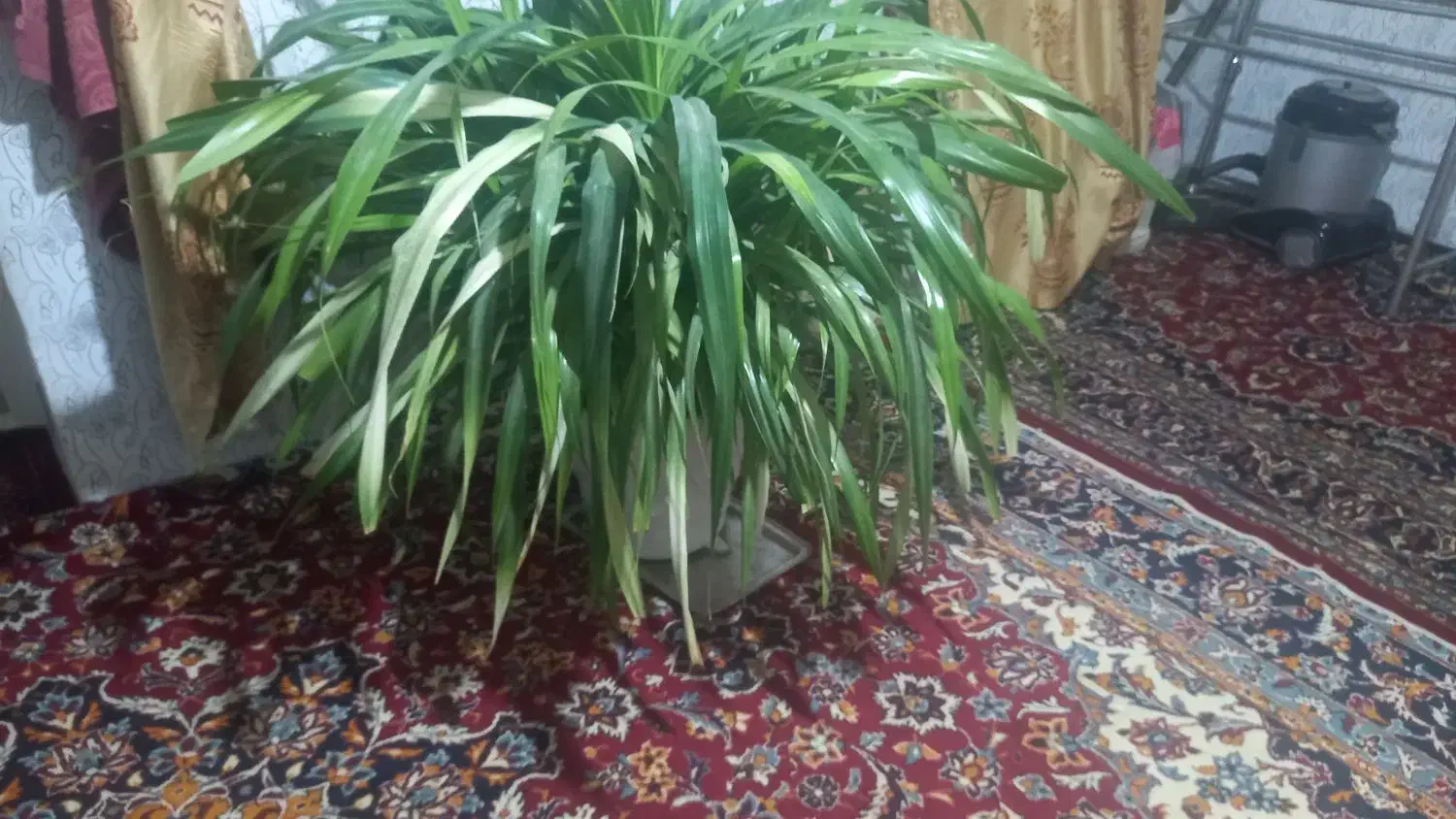 گل و گلدان|گل و گیاه طبیعی|چناران, |دیوار