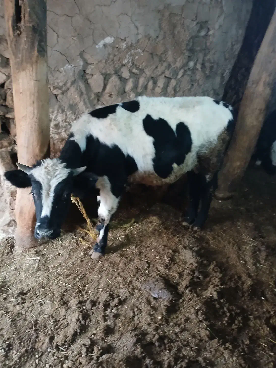 گوساله  نر|حیوانات مزرعه|چاراویماق, |دیوار