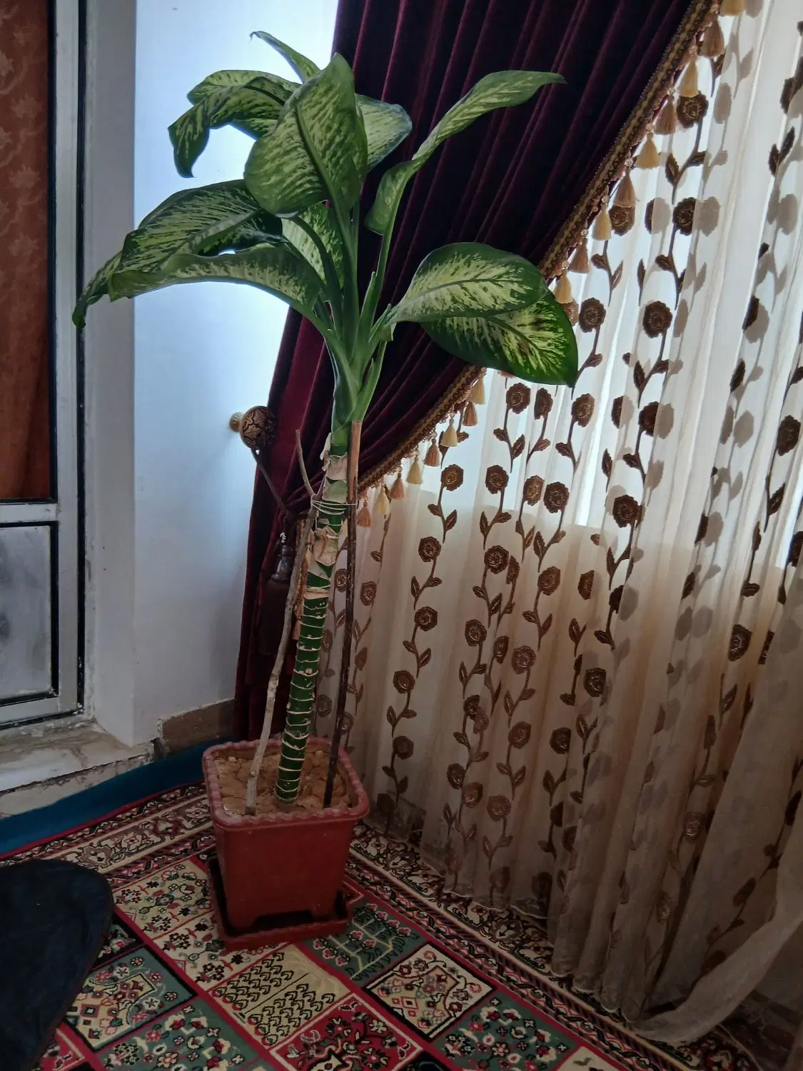 گل دیفن|گل و گیاه طبیعی|فارسان, |دیوار