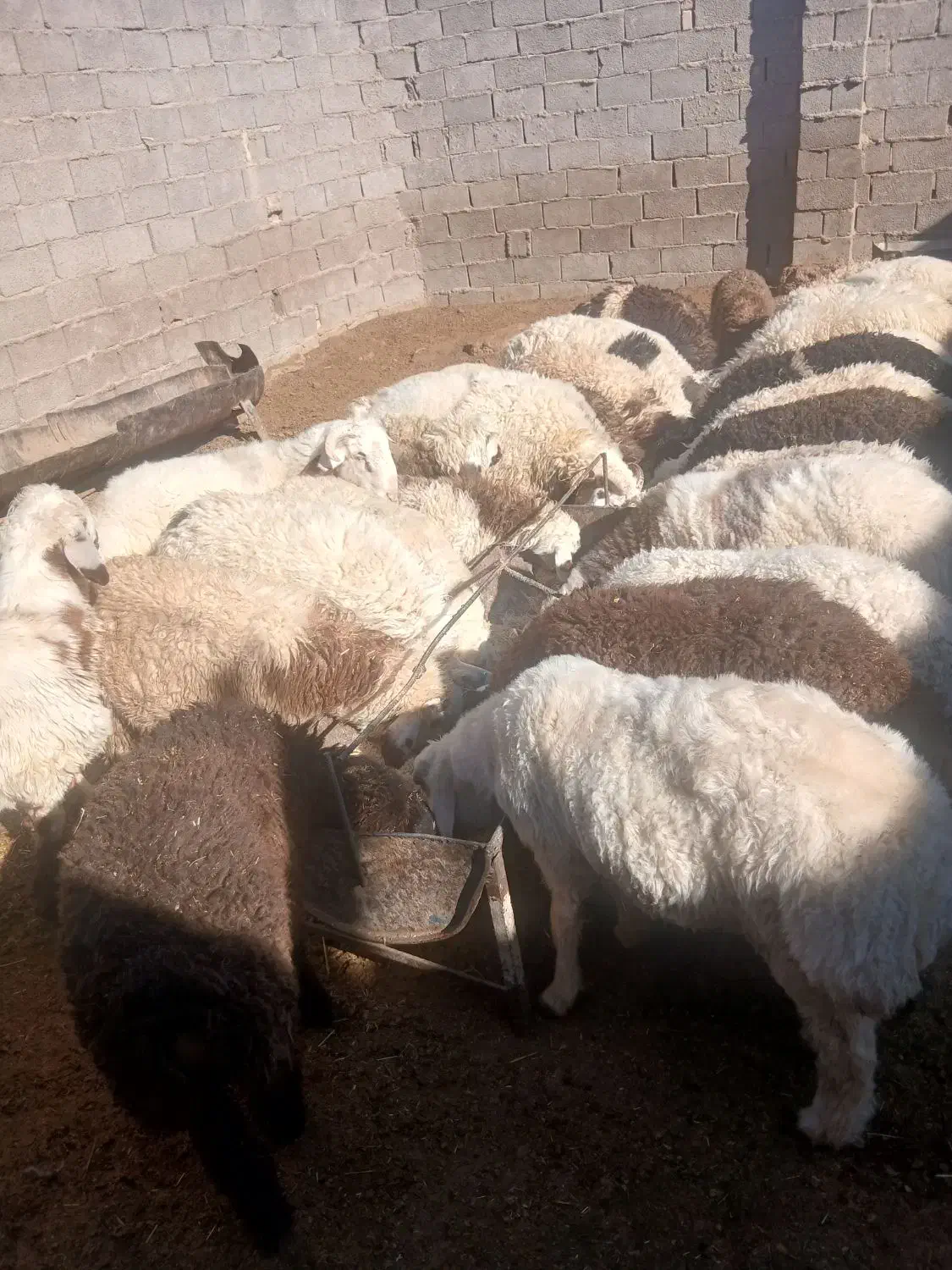 فروش بره نر|حیوانات مزرعه|بردسیر, |دیوار