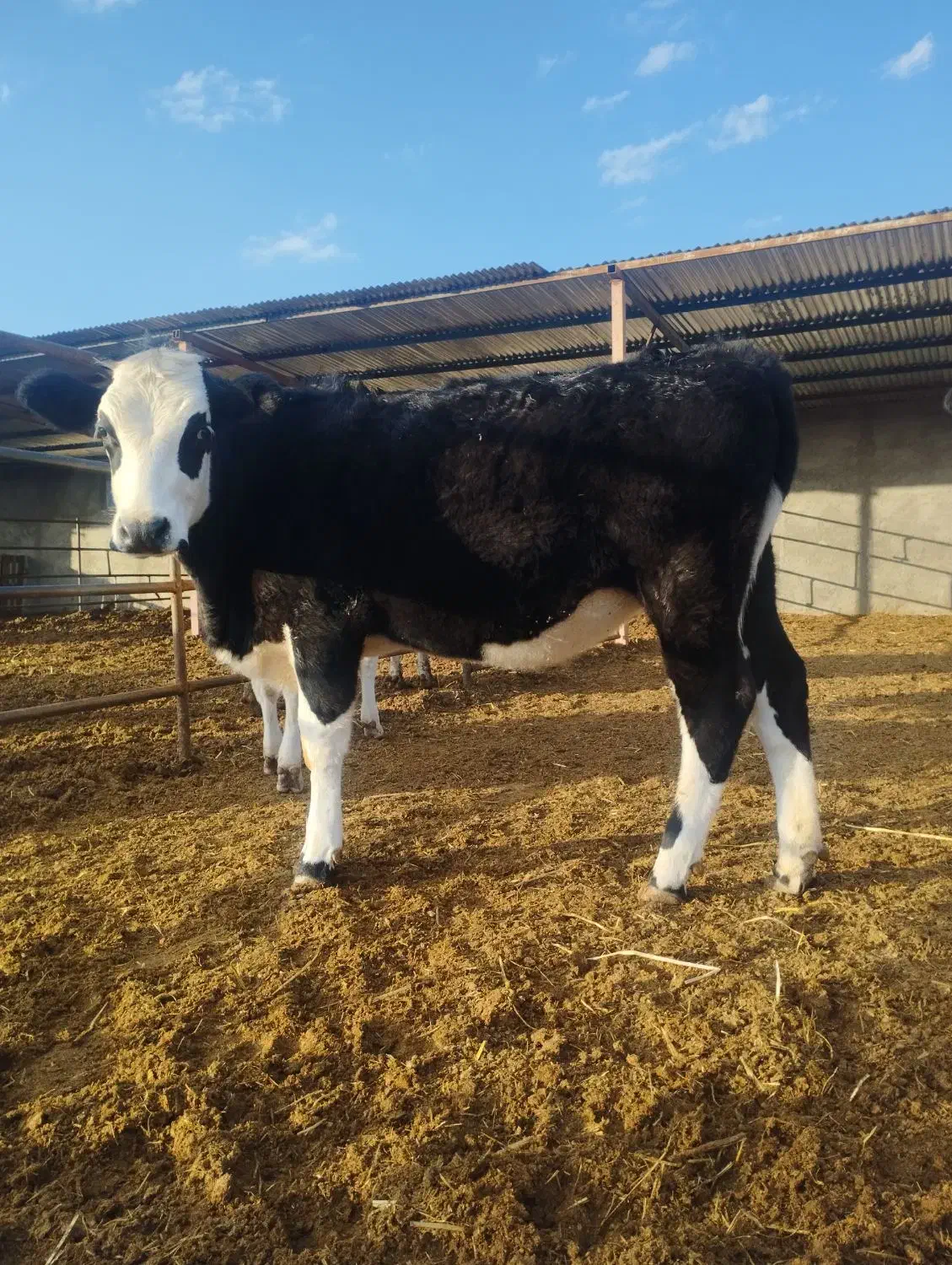 تلیسه|حیوانات مزرعه|مود, |دیوار