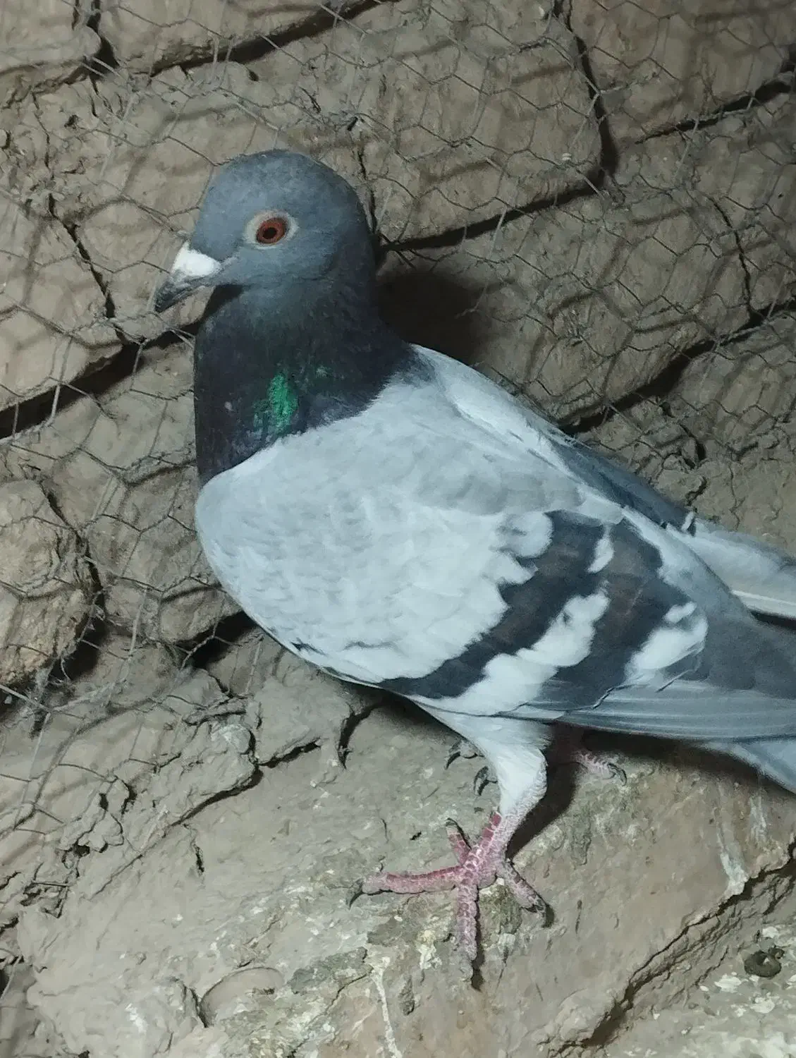 کبوتر|پرنده|جوین, |دیوار