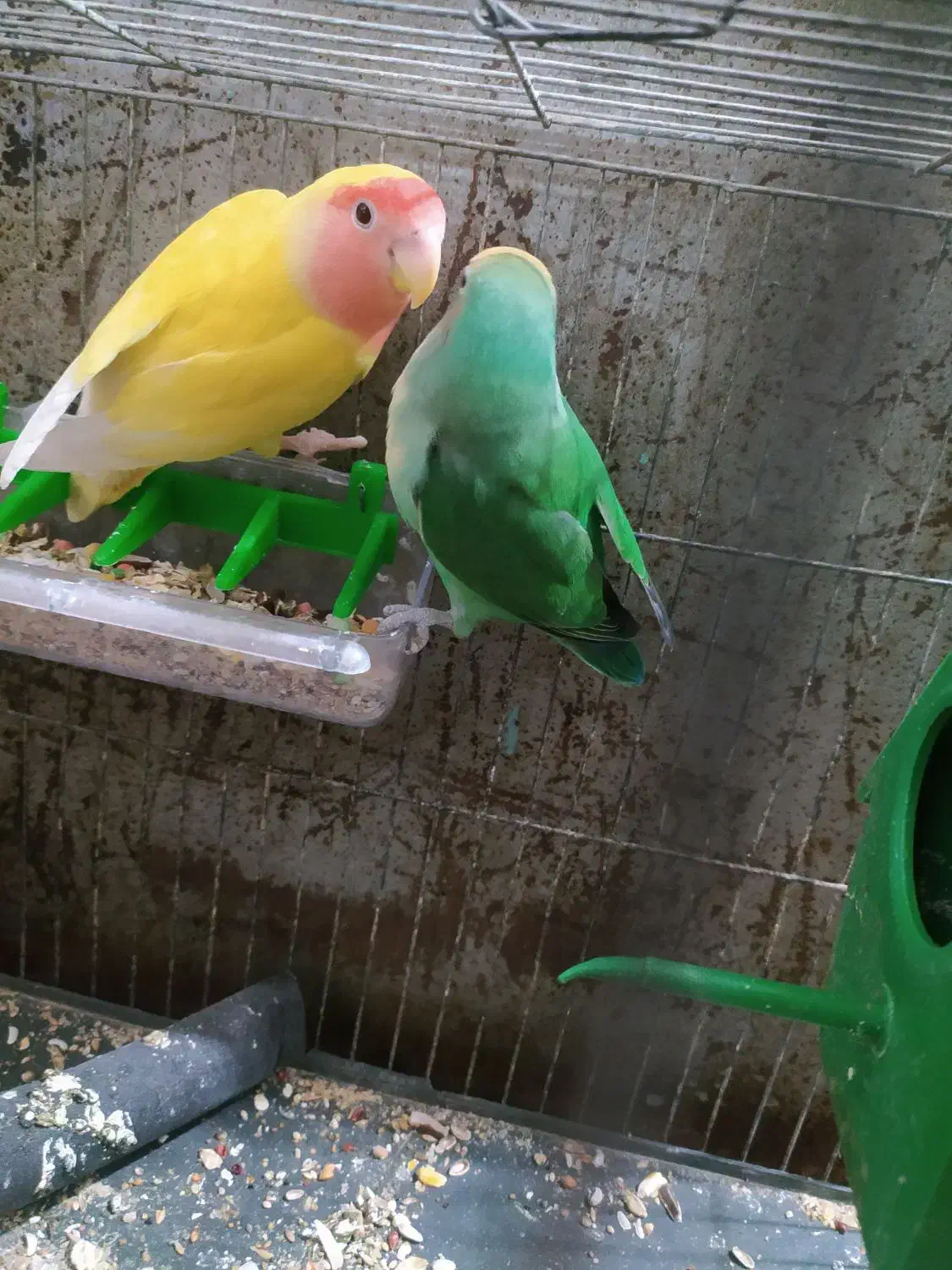 جفت کوتوله لوپ هلویی و بریزیلی|پرنده|زابل, |دیوار