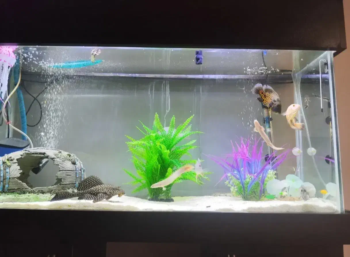 آکواریوم 1 متر طول عرض 30|ماهی|فردیس, شهرک ناز|دیوار