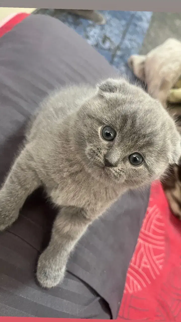 گربه اسکاتیش فولد و آنفولد|گربه|کرمان, |دیوار