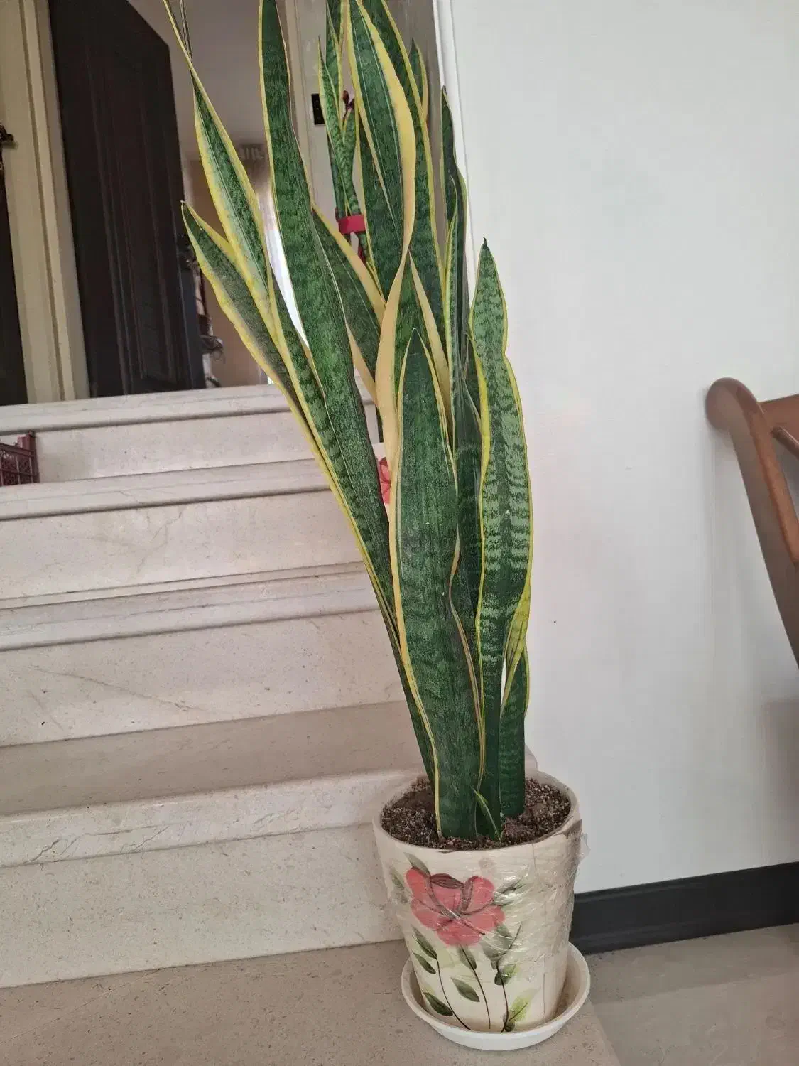 گل و گلدان|گل و گیاه طبیعی|کاشان, شهرک امیرالمومنین|دیوار