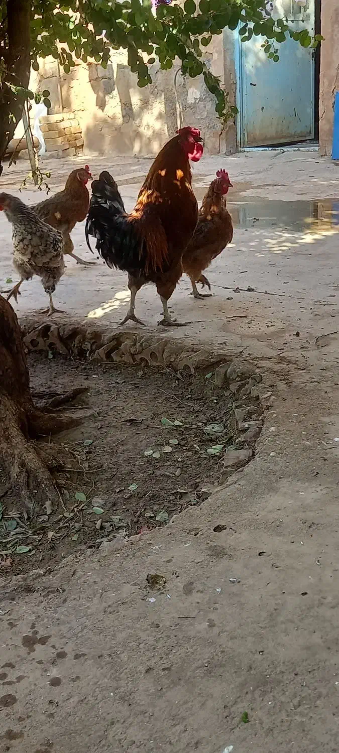 خروس|حیوانات مزرعه|مسجد سلیمان, |دیوار