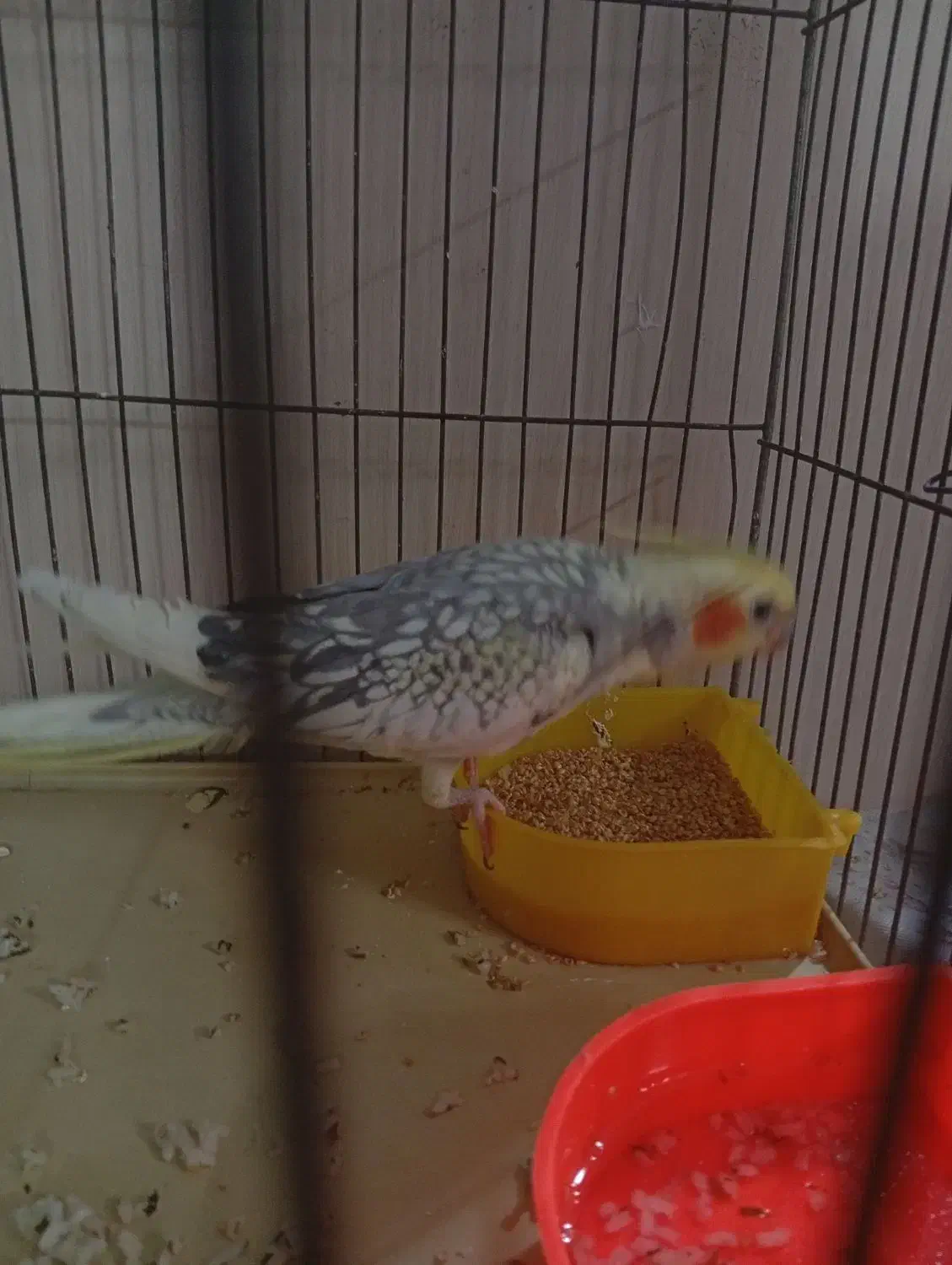 عروس هلندی|پرنده|اسلام‌شهر, مسکن مهر اسلاشهر (شهرک امام خمینی)|دیوار