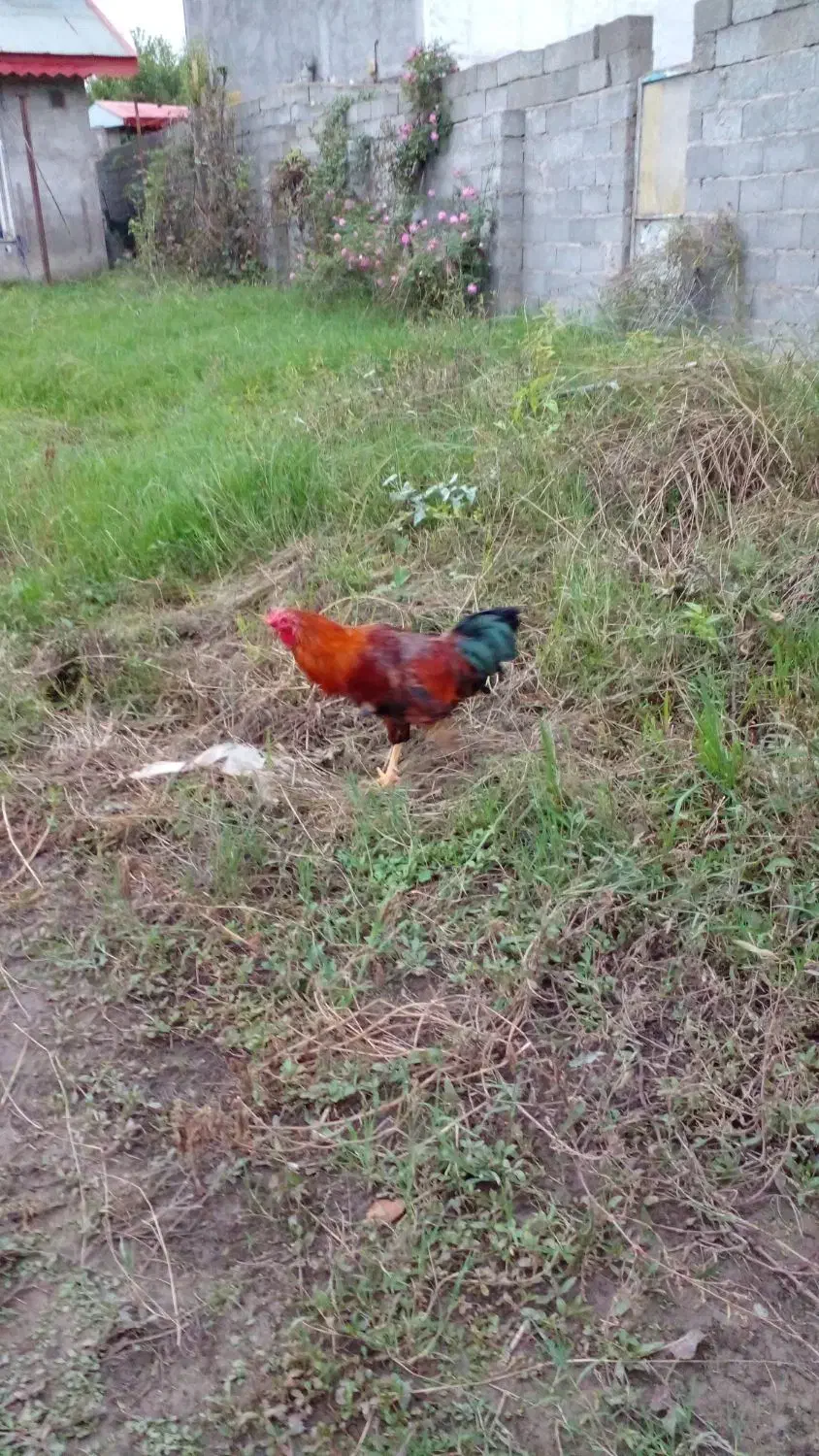 بقلمون ومرغ تخم گذار وخروس|حیوانات مزرعه|سنگر, |دیوار