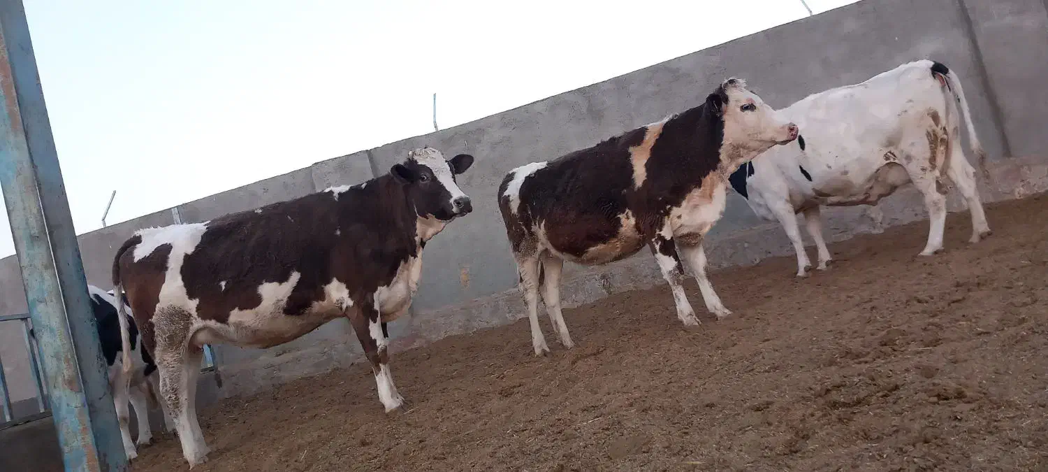 گاوشیری وتلیسه ابستن|حیوانات مزرعه|باشتین, |دیوار