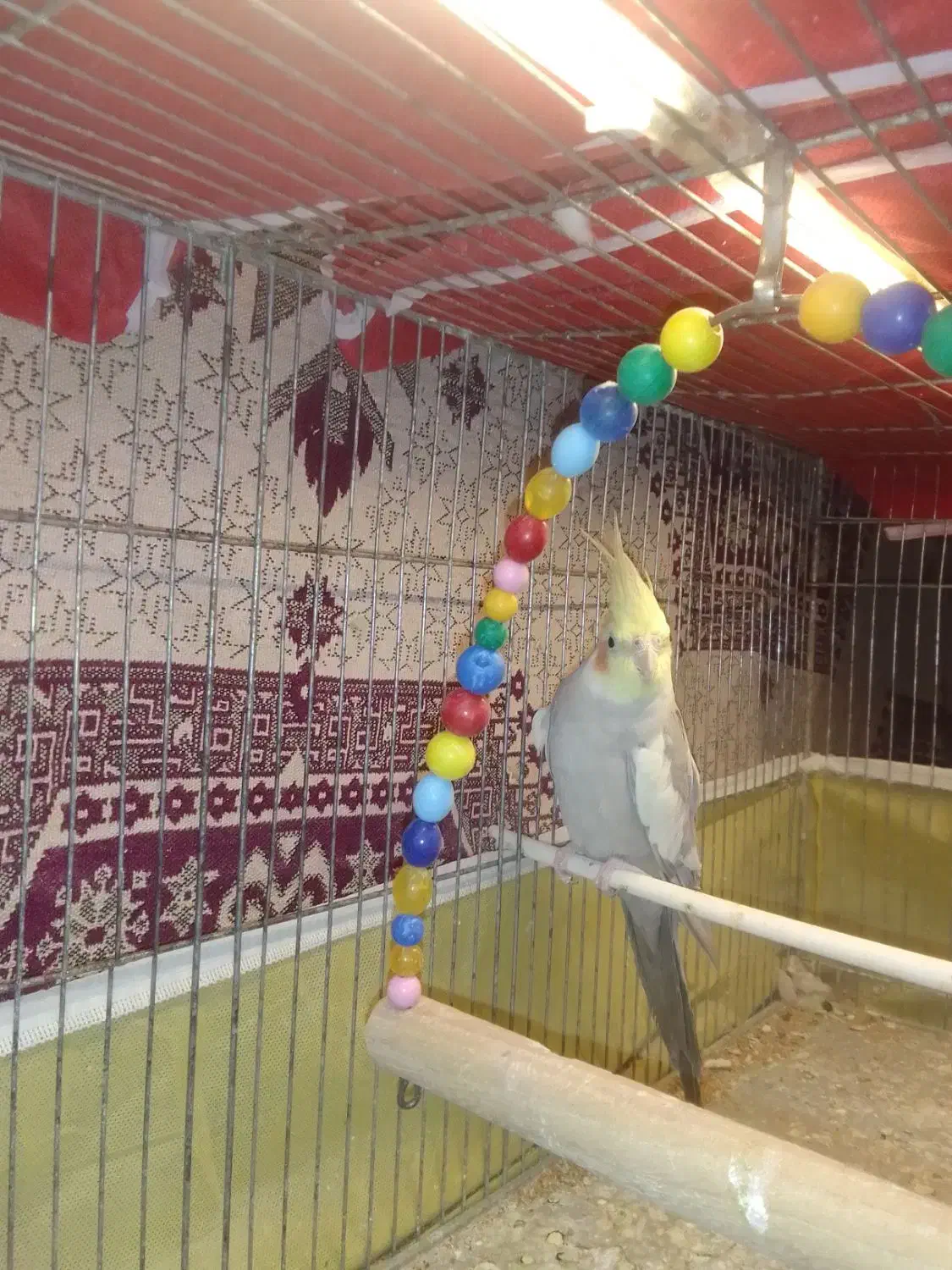 عروس هلندی|پرنده|اردبیل, |دیوار