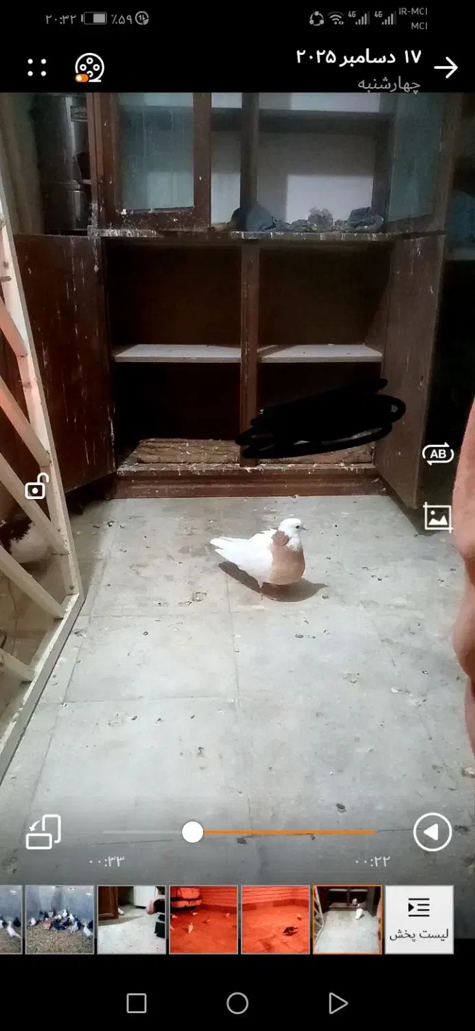 گمشده|حیوانات|قزوین, |دیوار