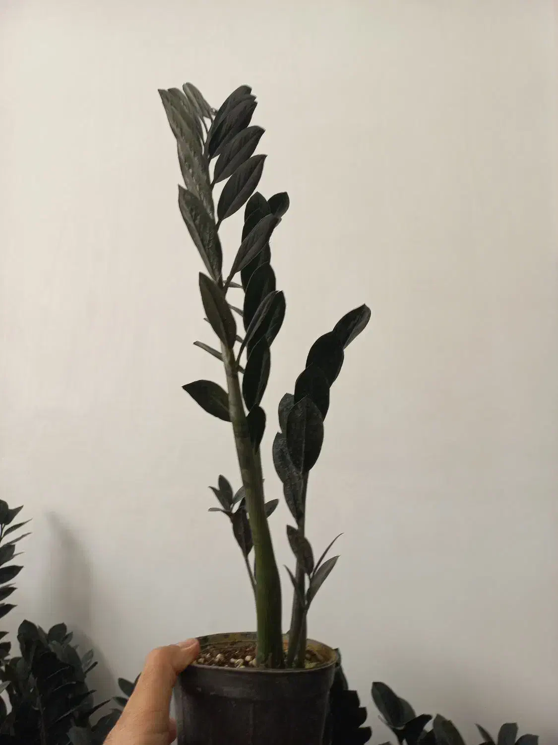 زاموفیلیا سوپر بلک|گل و گیاه طبیعی|اندیشه, شهرک مریم|دیوار