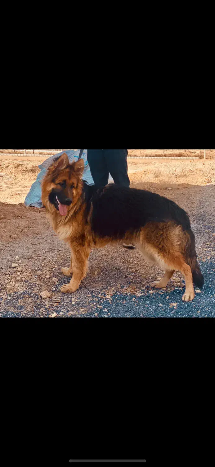 ژرمن شپرد|سگ|شهرکرد, |دیوار