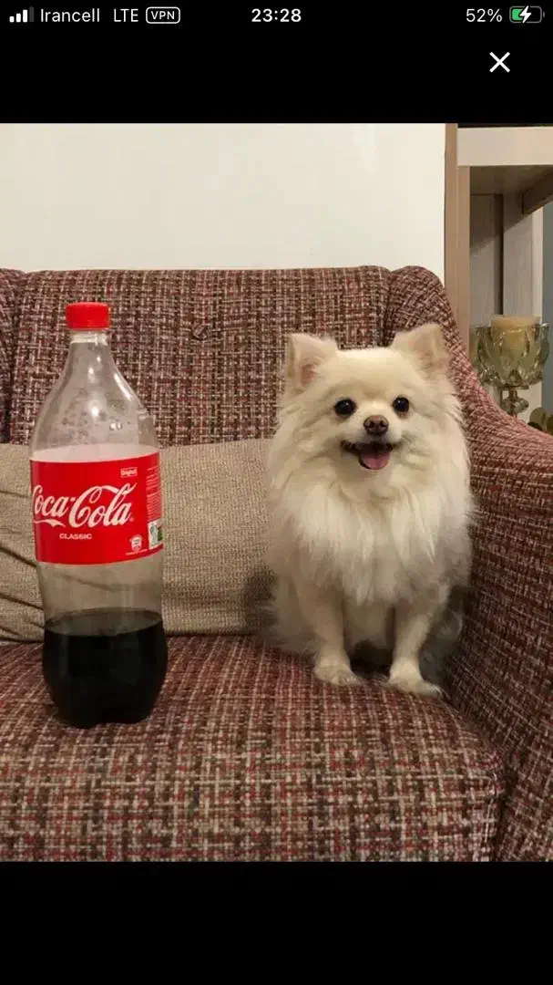 سگ آپارتمانی شی وا وا موبلند|سگ|خرم‌آباد, |دیوار