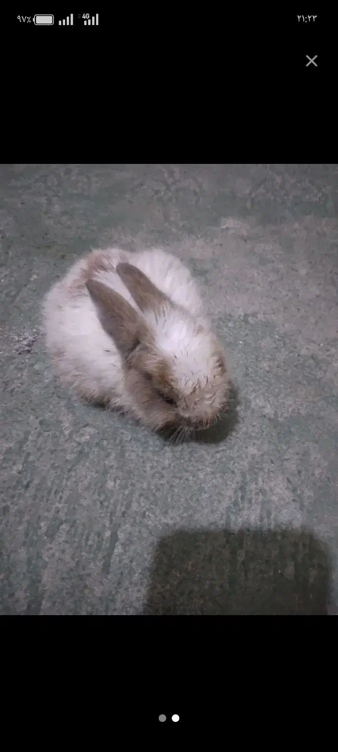 اسباب بازی|اسباببازی بچه|قائن, |دیوار