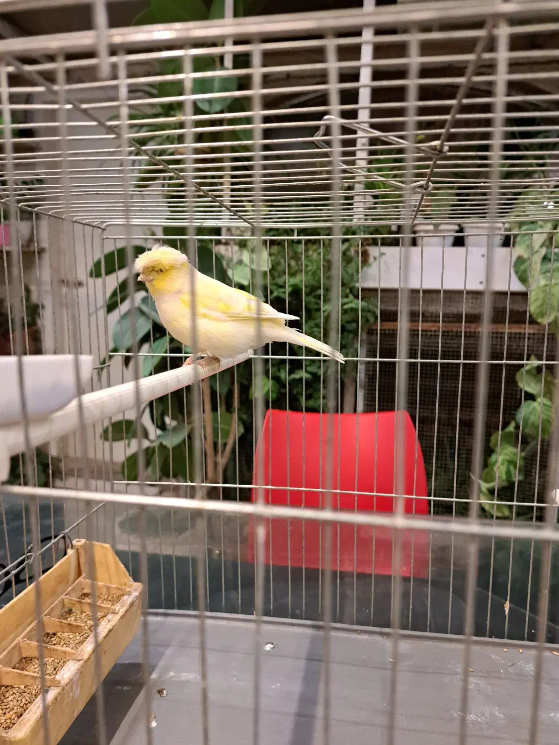 قناری گلاستر ماده|پرنده|کرج, فاز ۳ مهرشهر|دیوار