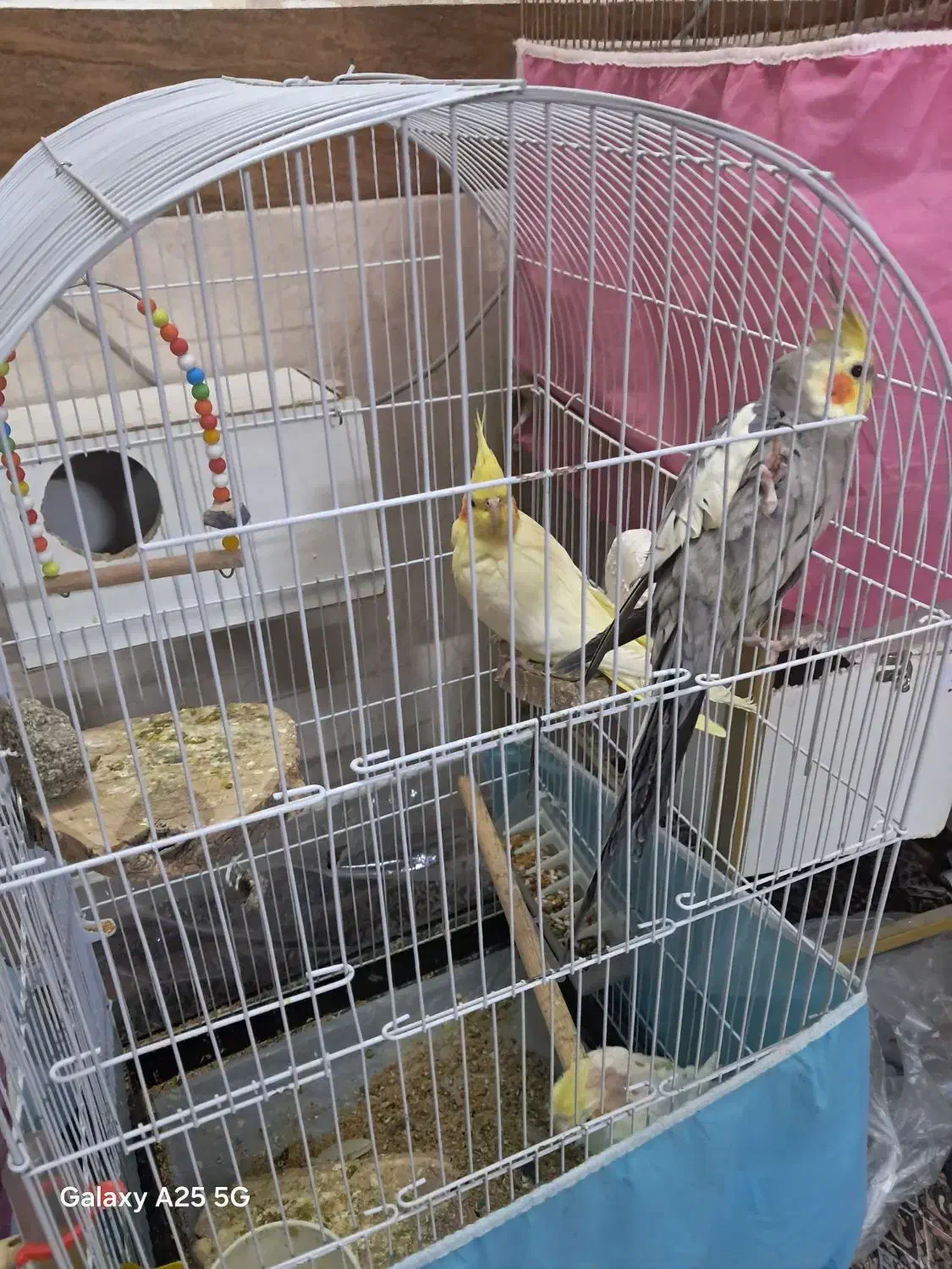 جفت عروس هلندی|پرنده|مشهد, سجادیه|دیوار