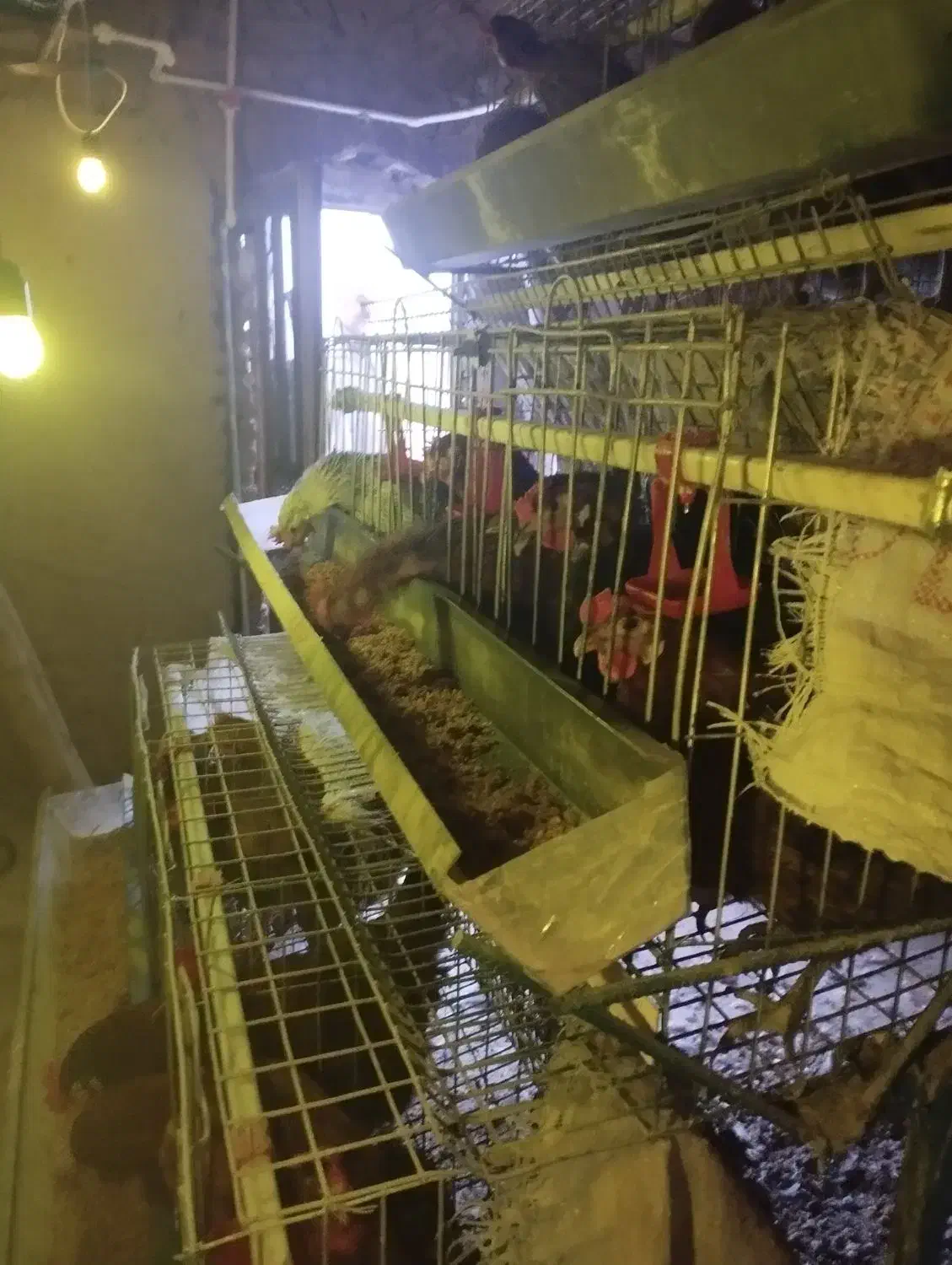 قفس مرغ|لوازم جانبی حیوانات|فردوس (خراسان), |دیوار