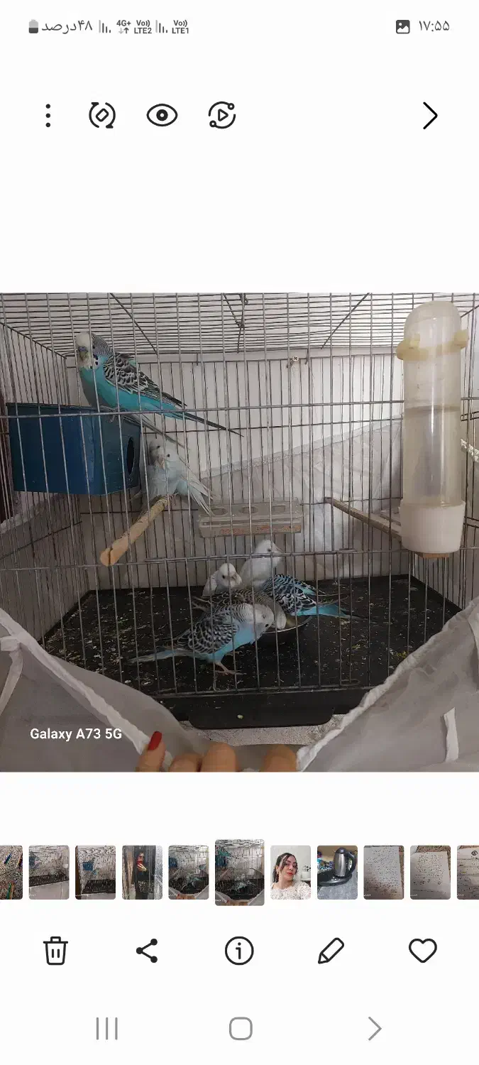 فروش مرغ عشق|پرنده|یزد, |دیوار