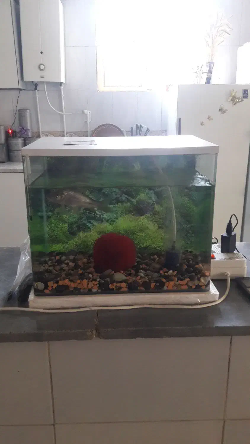 آکواریوم شیشه خم با وسایل بدون ماهی|ماهی|قائن, |دیوار