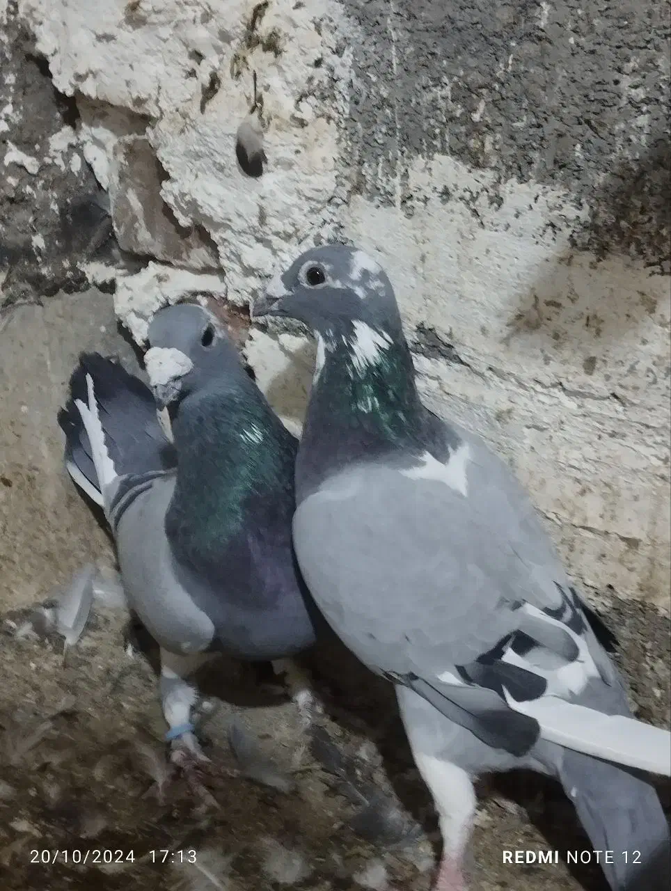 دوبر مسافتی|پرنده|تهران, مخصوص|دیوار