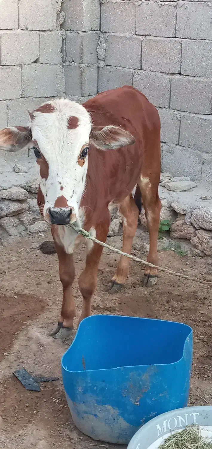 گوساله نر|حیوانات مزرعه|قشم, |دیوار