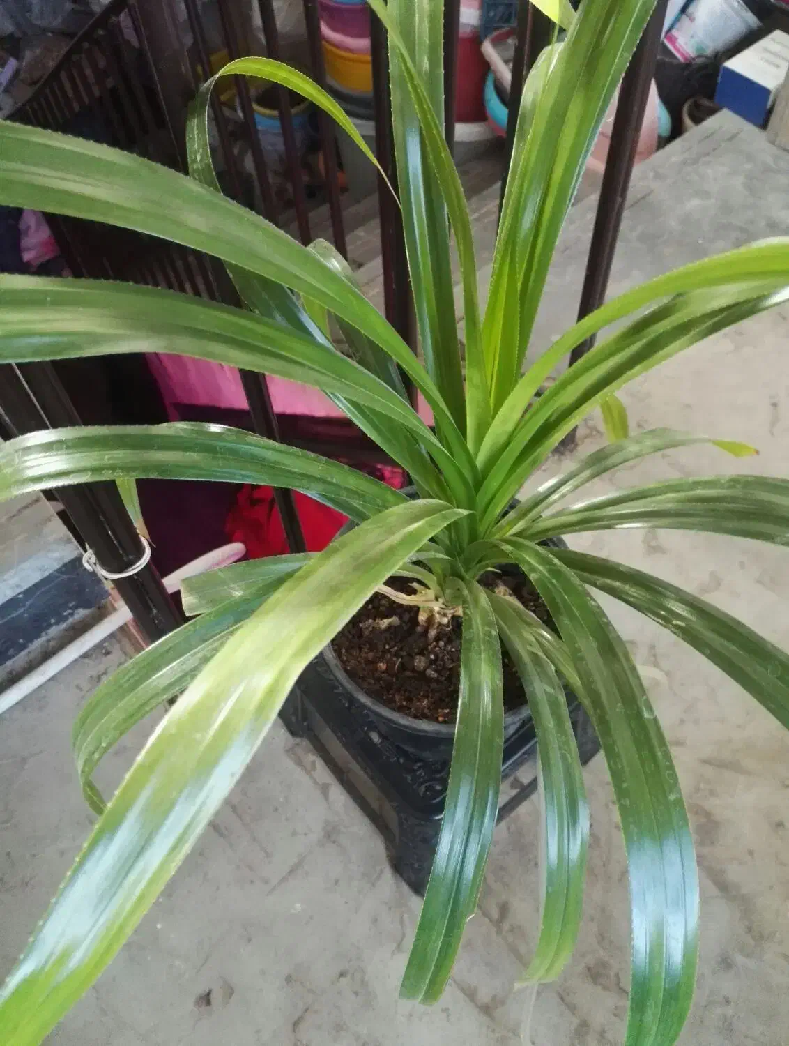 گل وگیاه|گل و گیاه طبیعی|سیرجان, |دیوار