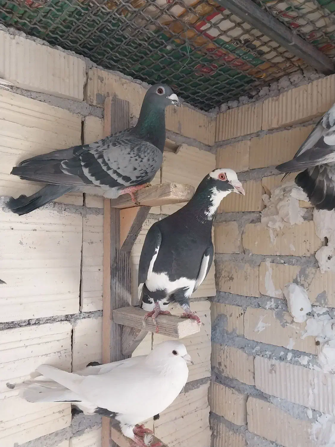 پرنده|پرنده|شیراز, شهرک گلها|دیوار