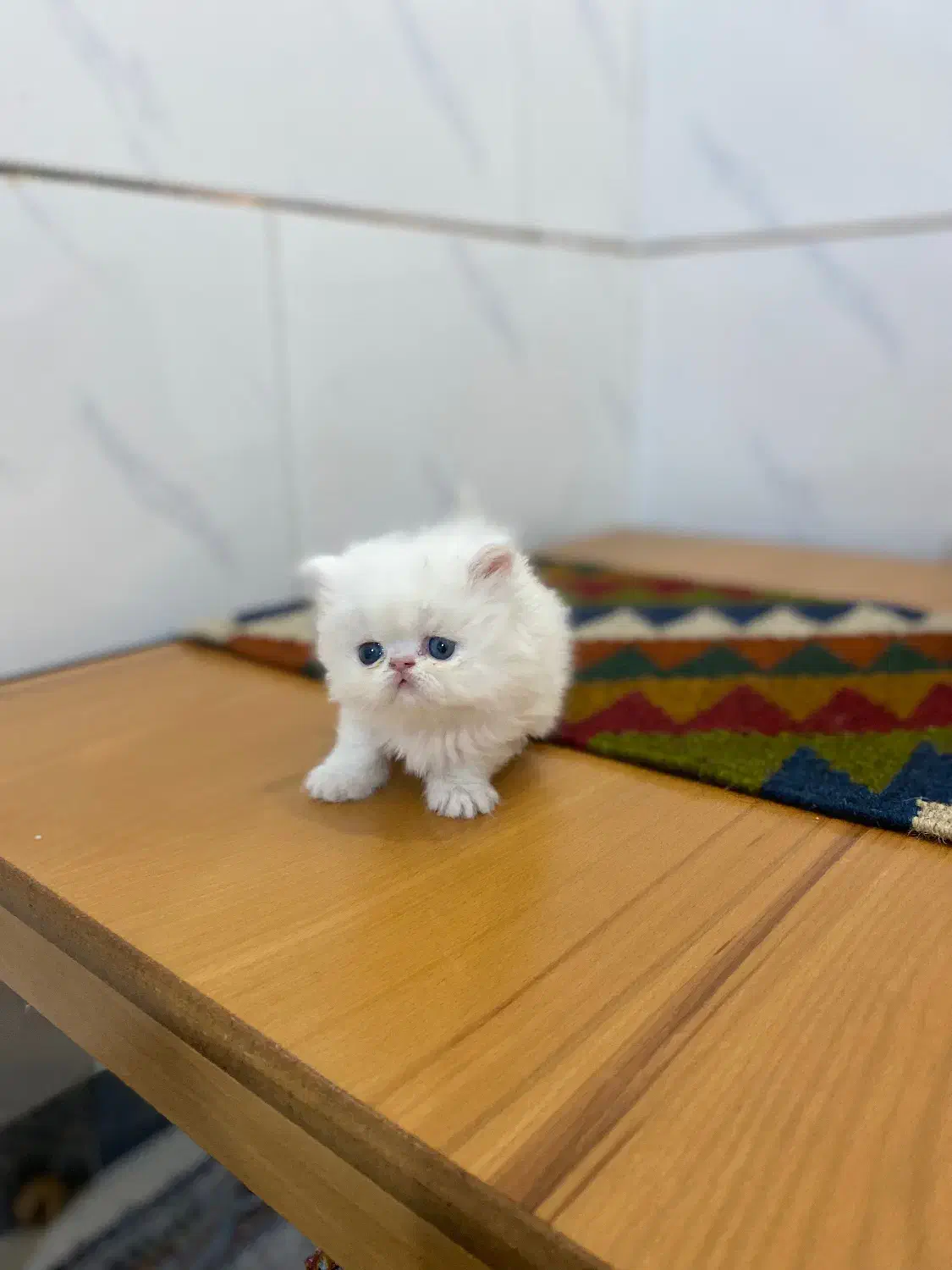 پرشین و اسکاتیش|گربه|شیراز, حافظیه|دیوار