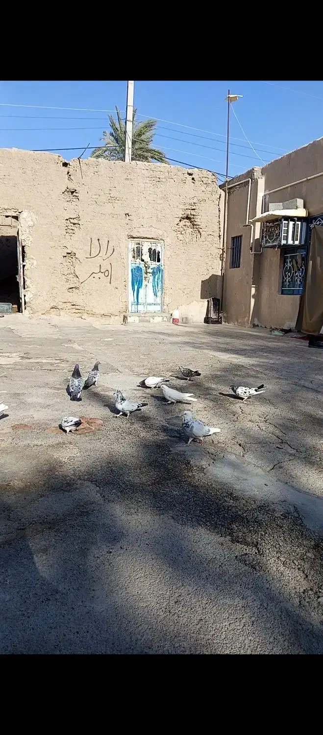 کفتر پرشین درجه یک|پرنده|ایرانشهر, |دیوار