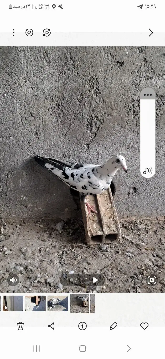 جوکی گرفتی|حیوانات|نیشابور, چمبران|دیوار