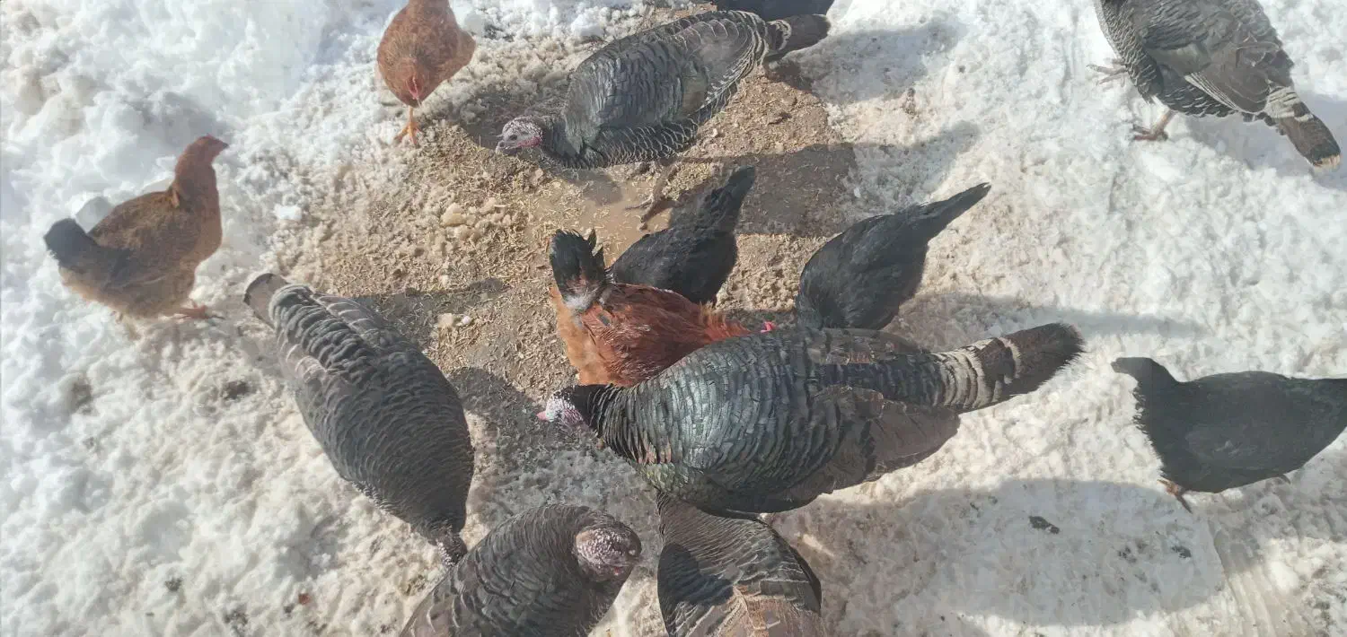 بوقلمون|حیوانات مزرعه|لیلان, |دیوار